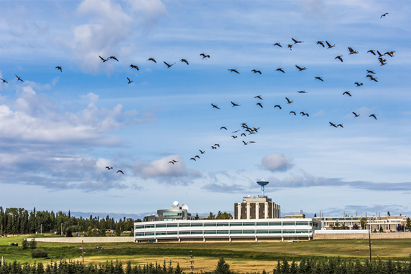 Birds fly in field at UAF campus