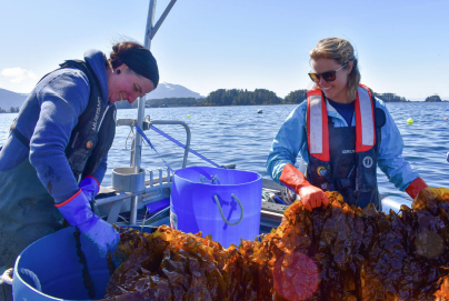 two students handle kelp aboard a floating vessel